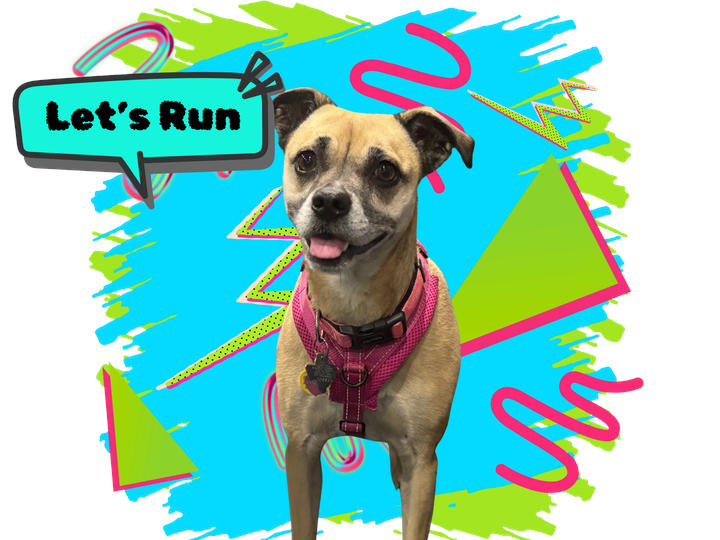 A cute dog looking excited, saying Let's Run!