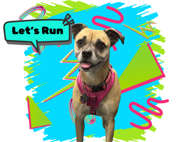 Happy dog in harness ready to run on the slatmill